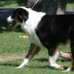 Australian Shepherds from Tyedyed Aussies