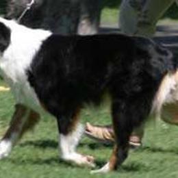 Australian Shepherds from Tyedyed Aussies
