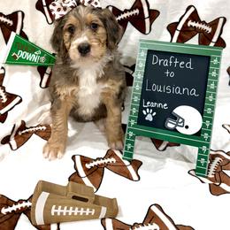 Leanne - female Golden Mountain Doodle puppy in Victoria, Texas from Deidre's Doodles