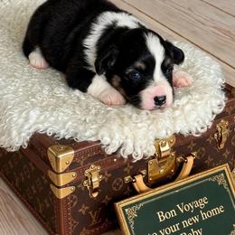 Girl 1.  Fluffy - Black and tan female Pembroke Welsh Corgi puppy in Huntington Beach, California from Gingerbread