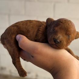 Teriyaki - Red male Maltipoo puppy in San Diego, California from Maltipoos SD