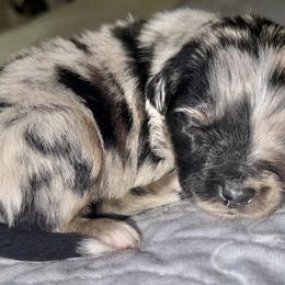 Miniature Australian Shepherd Puppies from Peace Creek Aussies