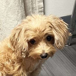 Lelea - Maltipoo