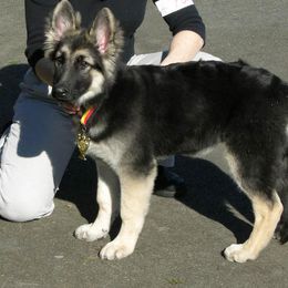 Shiloh Shepherd Puppies from Solace Shilohs