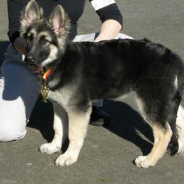 Shiloh Shepherd Puppies from Solace Shilohs