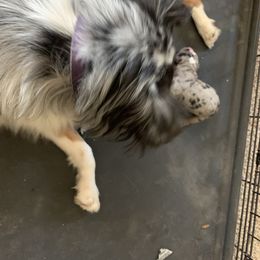 Miniature Australian Shepherd and Toy Australian Shepherd Puppies from Pawesome Lil Aussies