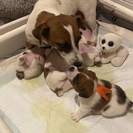 Golden Retriever and Jack Russell Terrier Puppies from Shelby Burleson's Golden Retrievers and Jack Russell Terriers