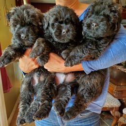 Bouvier des Flandres and Havanese Puppies from Beulah Bouviers and Havanese