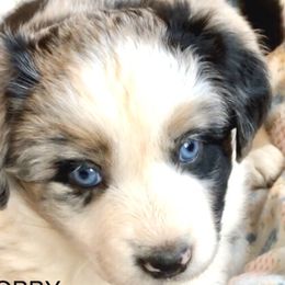 Australian Shepherd and Miniature Australian Shepherd Puppies from Bline's Awesome Aussies