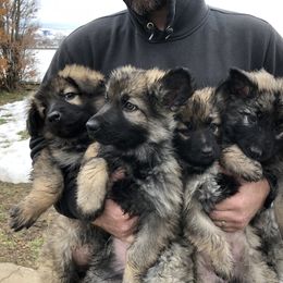 German Shepherd Puppies from Silver Elite Shepherds
