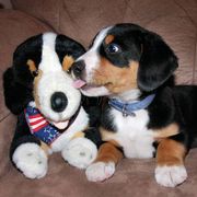 Entlebucher Mountain Dog Puppies from Excel-Entlebuchers