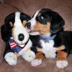 Entlebucher Mountain Dog Puppies from Excel-Entlebuchers