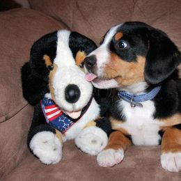 Entlebucher Mountain Dog Puppies from Excel-Entlebuchers