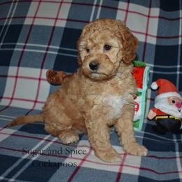 Bonnie - Red female Cockapoo puppy in Hopkins, South Carolina from Sugar and Spice Cockapoos