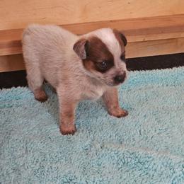 Mighty Moose - Red speckled male Australian Cattle Dog puppy in Cora, Wyoming from Lyla Hinman's Australian Cattle Dogs