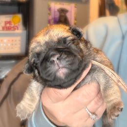Joy (pink collar) - Fawn female Pug puppy in Hereford, Arizona from Broken Road Ranch Pugs