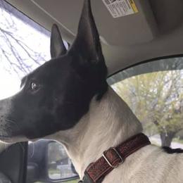 Rat Terriers from Whiterose