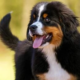 Bernese Mountain Dogs from Bernese Puppy Paws