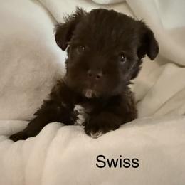 Swiss - Liver female Miniature Schnauzer puppy in Bennington, Oklahoma from Always Blessed Miniature Schnauzers