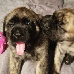 Mastiff Puppies from Eagle Clan Mastiffs