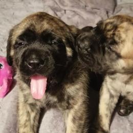 Mastiff Puppies from Eagle Clan Mastiffs