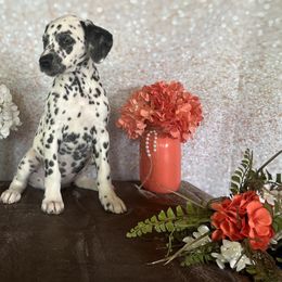 Barbie - White and black Dalmatian puppy in Motley, Minnesota from Dynasty Paws