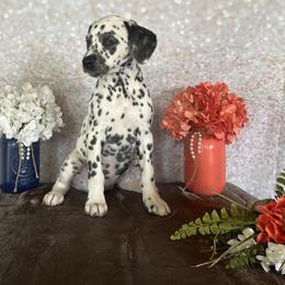 Barbie - White and black Dalmatian puppy in Motley, Minnesota from Dynasty Paws