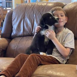 Australian Shepherd, Miniature American Shepherd, and Miniature Australian Shepherd Puppies from Painted Blue Aussies