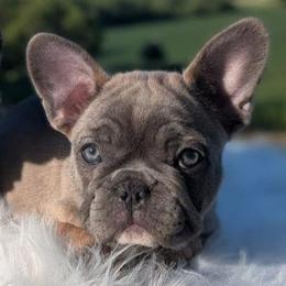 Lyra - Blue fawn female French Bulldog puppy in Fort Atkinson, Wisconsin from Bishop Bullyz
