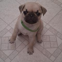 Pug Puppies from adorable pug puppies