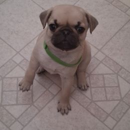 Pug Puppies from adorable pug puppies