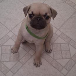 Pug Puppies from adorable pug puppies