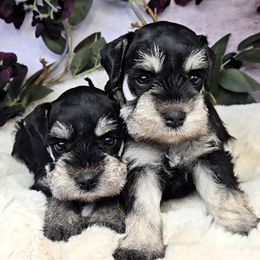 Miniature Schnauzer puppies from Halo Schnauzer