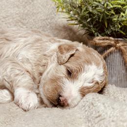 Frosty - Phantom male Bernedoodle puppy in Leesport, Pennsylvania from Bechtel’s Bernadoodles