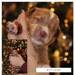 Goldendoodle Puppies from GAMMIE’S DOODLES
