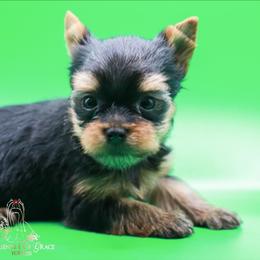 Yorkshire Terrier Puppies from Essence of Grace Yorkies