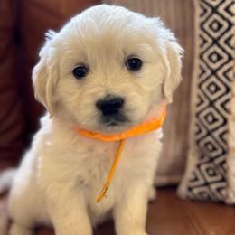 Orange (3700) - Light golden female Golden Retriever puppy in Pahrump, Nevada from Southern Nevada Goldens