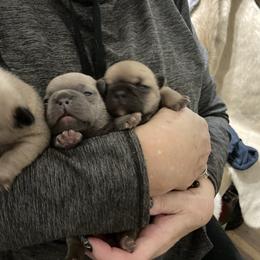 French Bulldog puppies from Washburns bostons