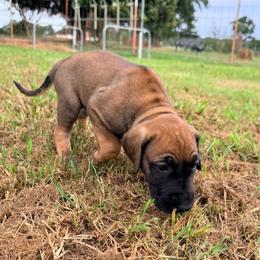Classy - Fawn female Great Dane puppy in Jerusalem, Arkansas from Mara Danes