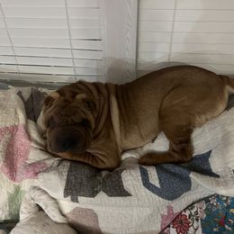 Coopy - Chinese Shar-Pei