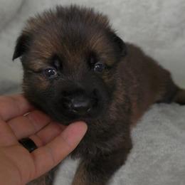 Red Boy - Sable coat - Sable male German Shepherd puppy in Elijay, Georgia from Mission K9