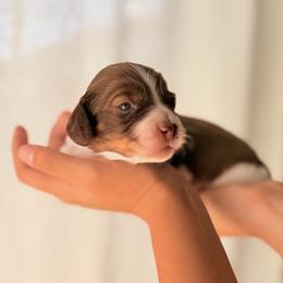 Mr. Potato Head - Piebald male Dachshund puppy in Paso Robles, California from Drift & Dash Dachshunds