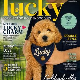 Boy 3 lucky - Apricot male Goldendoodle puppy in Aurora, Illinois from Chicago Goldendoodles
