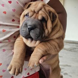 Rocky - Red fawn male Chinese Shar-Pei puppy in Bakersfield, California from Cashmerewrinkles