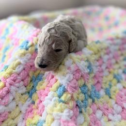 Gray Collar Girl - Cream female Goldendoodle puppy in Lenoir City, Tennessee from Niya’s Doodles