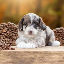 Aussiedoodle Puppies from Dani's Dandy Doodles