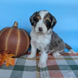 Butterball - Blue merle male Aussiedoodle puppy in Lake Bronson, Minnesota from Jupiter Doodles