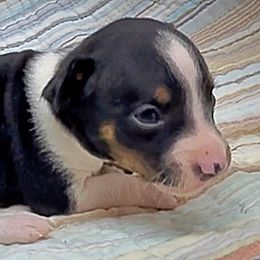 Male 2 - Black tan and white male Rat Terrier puppy in Denver, Colorado from K2 RAT TERRIERS (COLORADO)