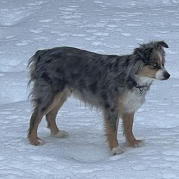 Sugar - Miniature Australian Shepherd