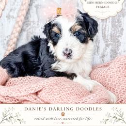 Pinalen - Tri-color female Bernedoodle puppy in Otisville, Michigan from Danie’s Darling Doodles LLC